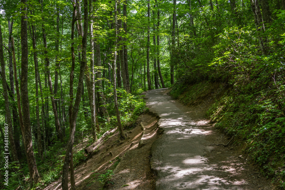 Fototapeta premium A hiking trail passes through Great Smoky Mountains National Park, Tennessee