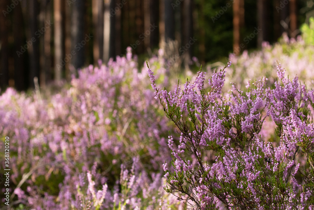 Obraz premium Flowering pink Common heather, Calluna vulgaris in Estonian bog forest.