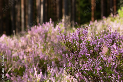 Flowering pink Common heather  Calluna vulgaris in Estonian bog forest.