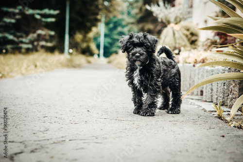 Little puppy schnauzer is playing in nature. He loves running. He is a happy dog.