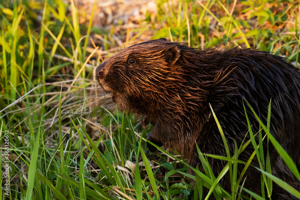 Eurasian beaver (Castor fiber) in the middle of lush and green fresh plants on a river bank in Estonian wild nature, Northern Europe. Eurasian beaver (Castor fiber) in the middle of lush and green fresh plants on a river bank in Estonian wild nature, Northern Europe.