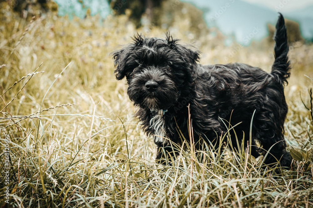 Little puppy schnauzer is playing in nature. He loves running. He is a happy dog. Little puppy schnauzer is playing in nature. He loves running. He is a happy dog.