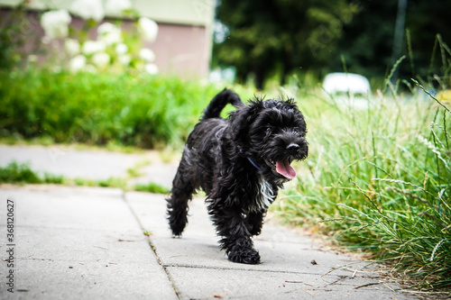 Little puppy schnauzer is playing in nature. He loves running. He is a happy dog.