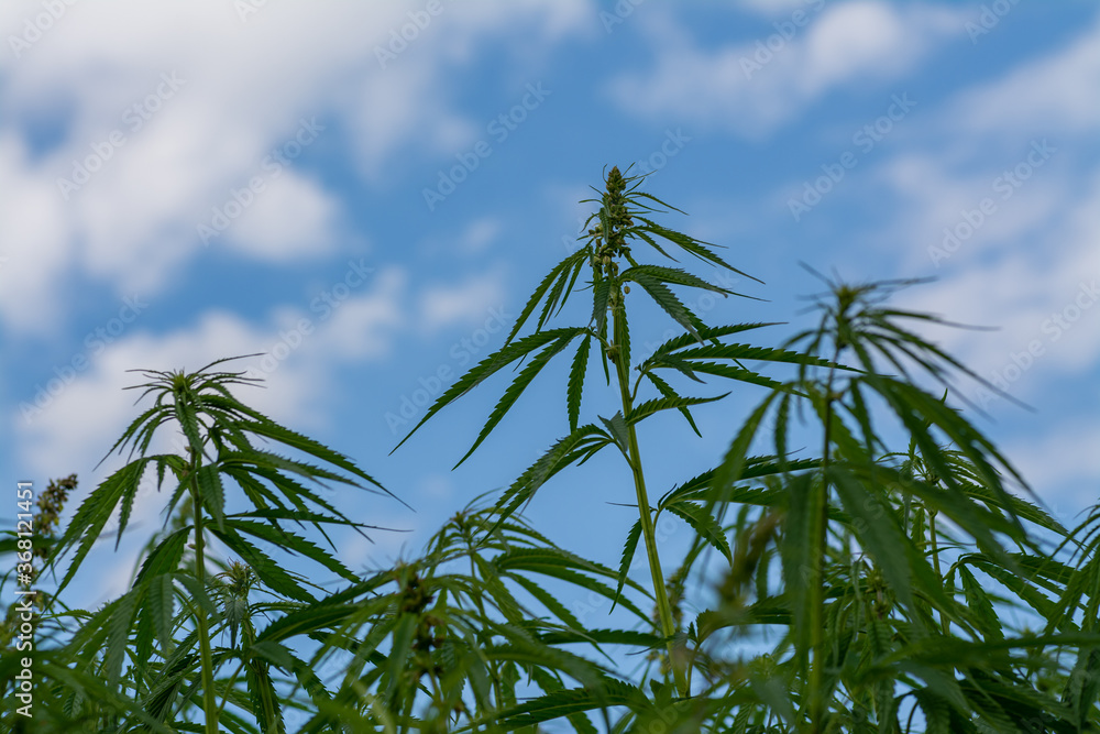 canabis on marijuana field farm sativa weed hemp hash plantation panorama canabis on marijuana field farm sativa weed hemp hash plantation panorama