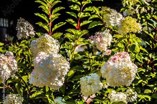 spring flowers in the garden