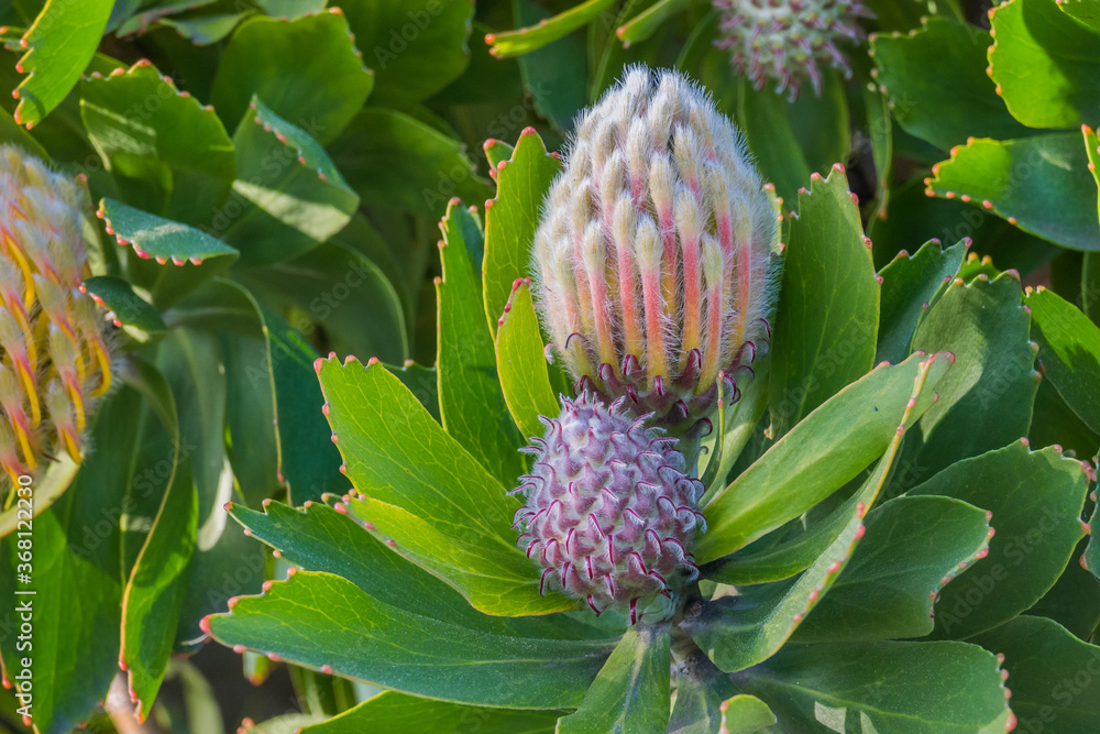 plant leucospermum protea with bulbs plant leucospermum protea with bulbs