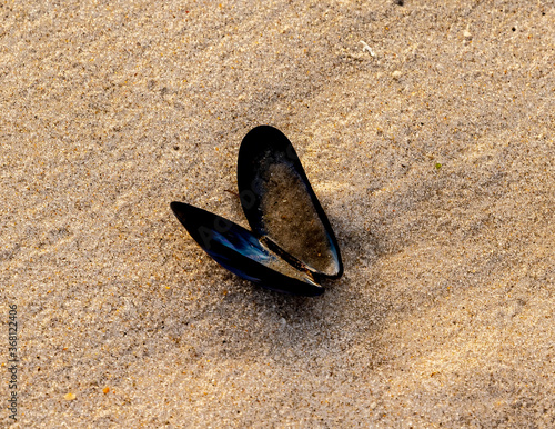 sand and shells