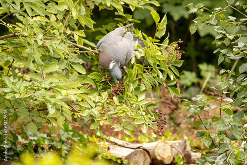 Common wood pigeon picking ripe black berries while balancing its weight on a branch in a European elderberry bush reaching below her