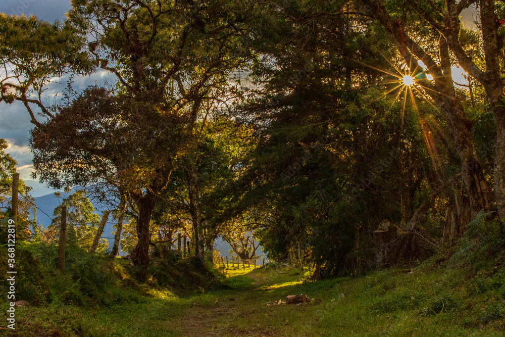 Camino de árboles