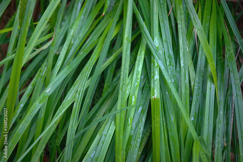 Green grass covered with raindrops close-up. Abstract vegetative background.