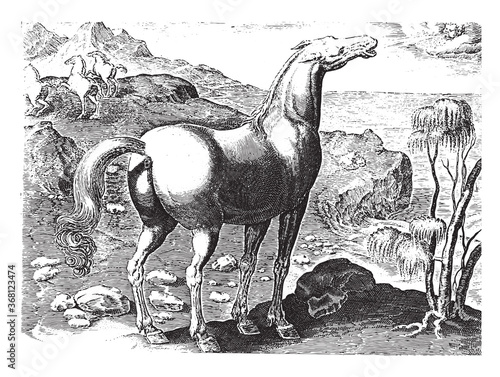 Zephyrus fertilizes a mare, vintage illustration.
