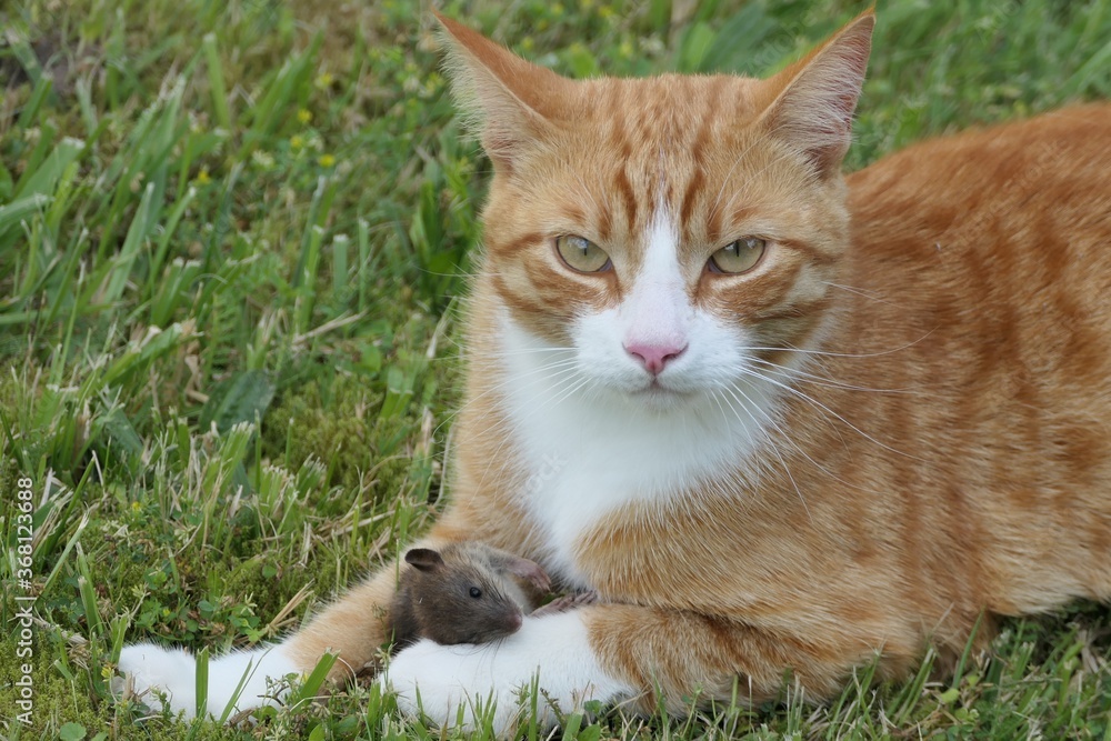 A cat has caught a mouse A cat has caught a mouse