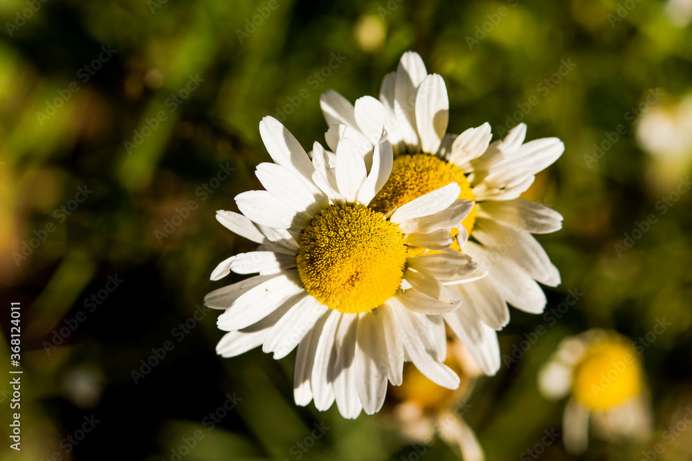 Fototapeta premium Two white daisy chamomile flowers wildflowers macro closeup
