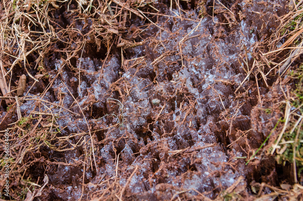 Macro closeup of frozen iced icicle on forest ground in winter Macro closeup of frozen iced icicle on forest ground in winter
