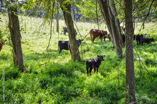 Cows and calf grazing in forest by meadow in countryside farm in Virginia in summer