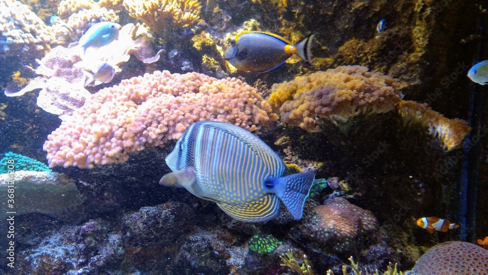 fish in aquarium fish in aquarium