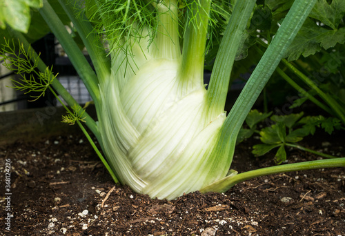 Closeup of a bulb fennel in garden soil, almost ready to harvest. Large white bulb with green fennel stacks. Anise flavored vegetable Fennel belongs to the carrot family.