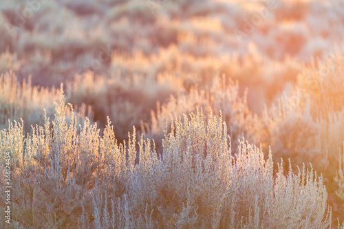 Cuadro en lienzo Soft sun sunset rays sunlight lift through grass green desert sage brush plants