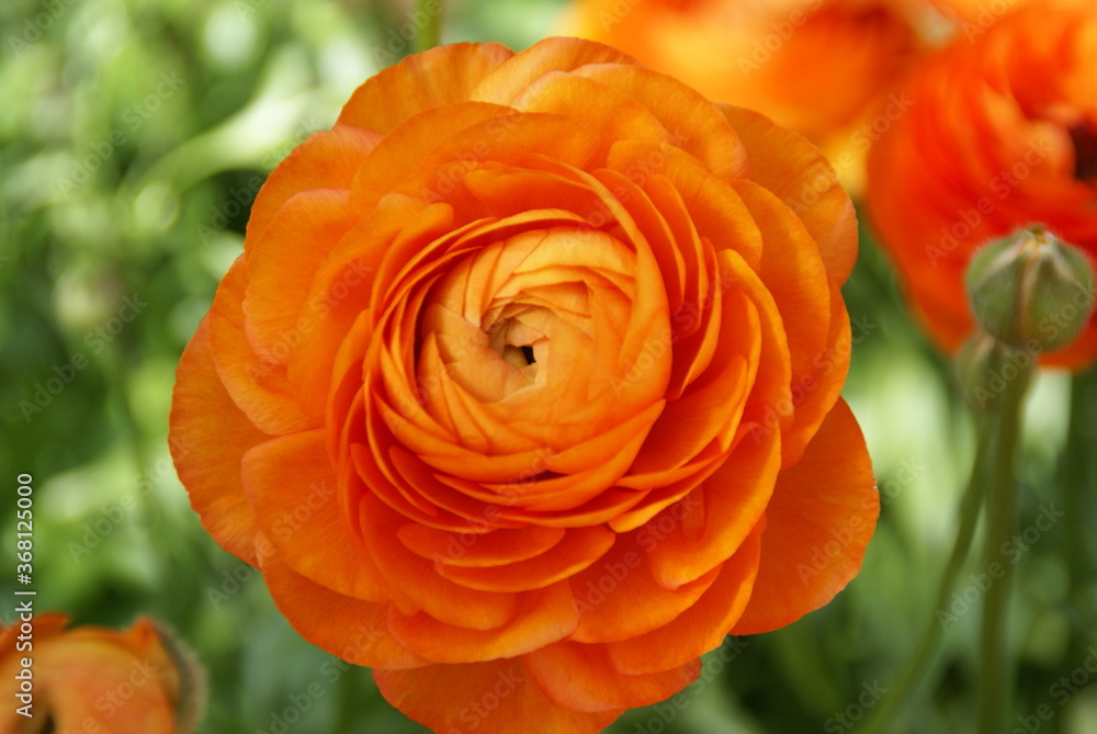 ラナンキュラス