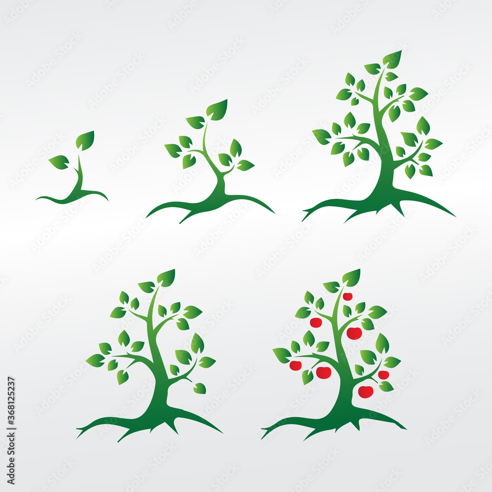 Obraz premium sequential growing green tree with leaves