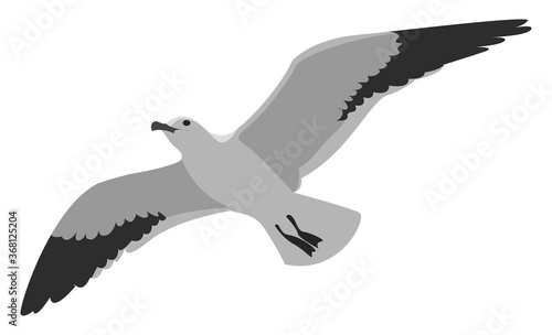 Quadro em tela Flying albatross, illustration, vector on white background