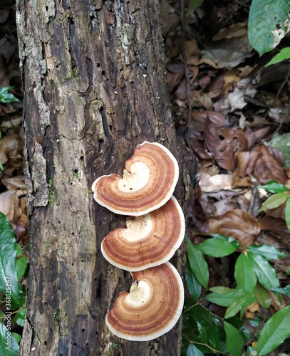 macro image of forest mushroom 