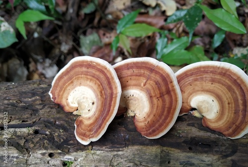 macro image of forest mushroom 