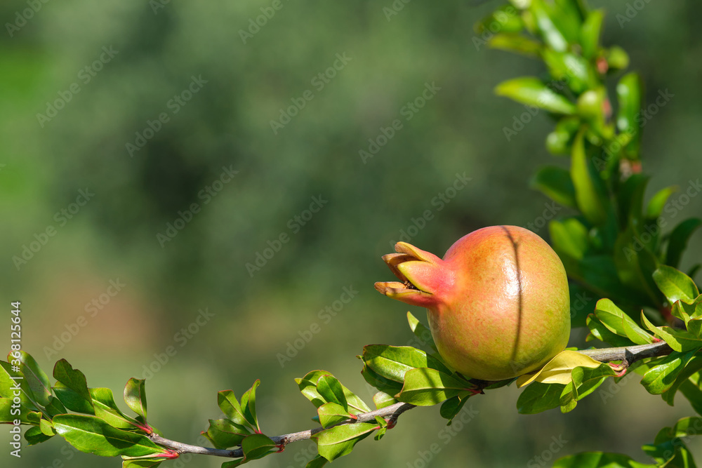 Pomegranate on a branch delineates or frames a nice bokeh space for copy text Pomegranate on a branch delineates or frames a nice bokeh space for copy text