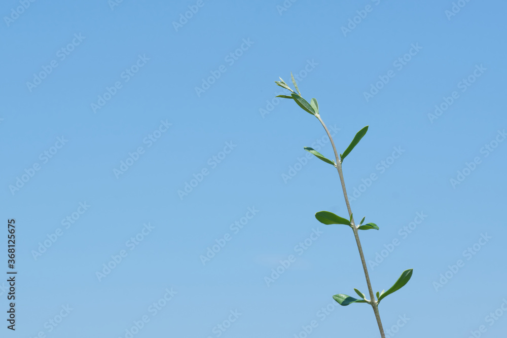 Obraz premium Olive tree branch of clear blue sky background. Simple image with room for copy text. Peace symbol.