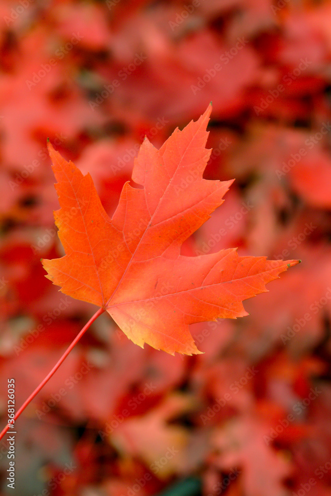 Red maple leaf in the fall Red maple leaf in the fall