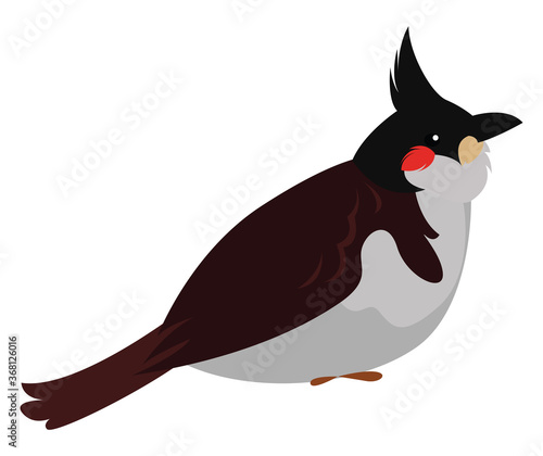 Tableau sur toile Cute bulbul bird, illustration, vector on white background