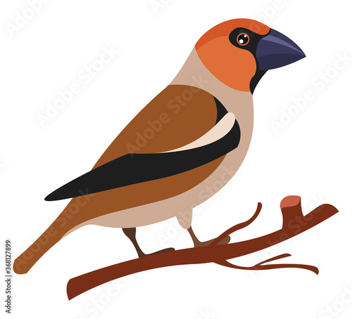 Fototapeta Hawfinch, illustration, vector on white background