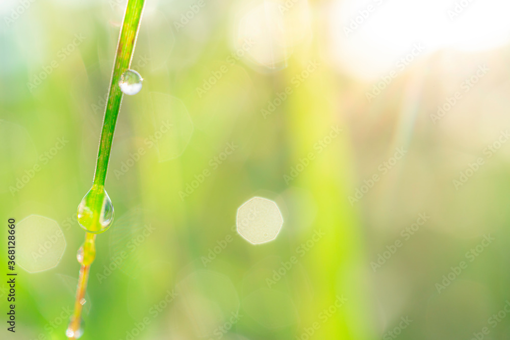 Closeup meadow and lawn with bokeh of dewdrop reflect morning sunlight Closeup meadow and lawn with bokeh of dewdrop reflect morning sunlight