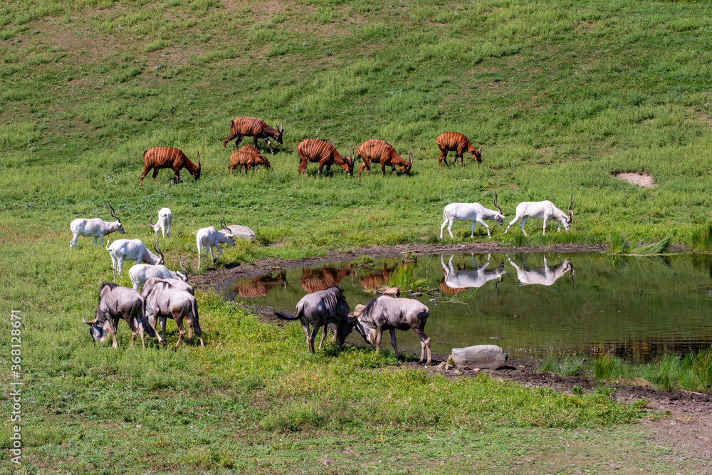 Fototapeta premium Bongo's, Addax and Wildebeest grazing near a watering hole