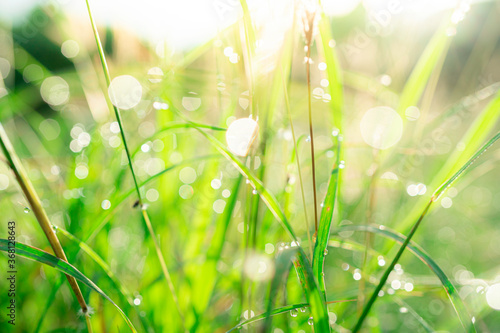 Closeup meadow and lawn with bokeh of dewdrop reflect morning sunlight