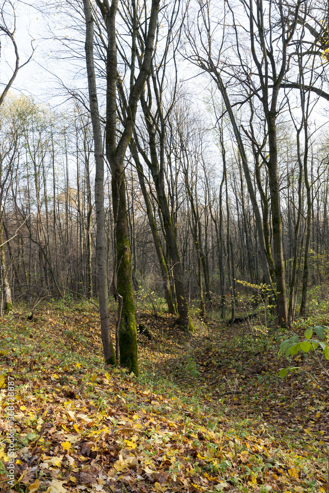 Fototapeta premium different plants during the autumn season