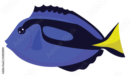 Paracanthurus fish, illustration, vector on white background