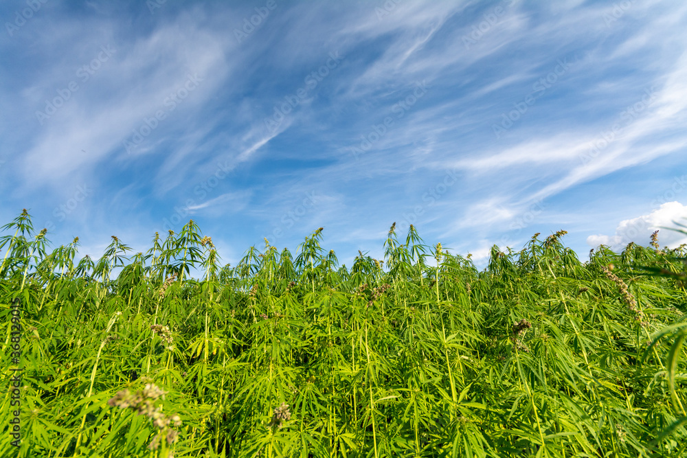 canabis on marijuana field farm sativa weed hemp hash plantation panorama canabis on marijuana field farm sativa weed hemp hash plantation panorama
