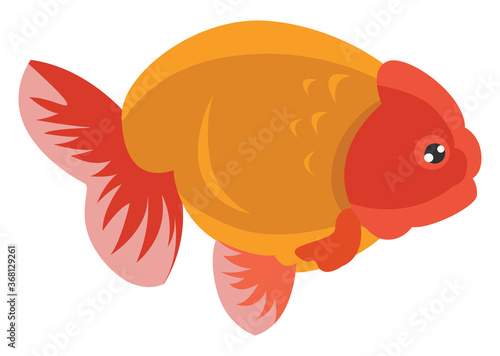 Ranchu fish, illustration, vector on white background