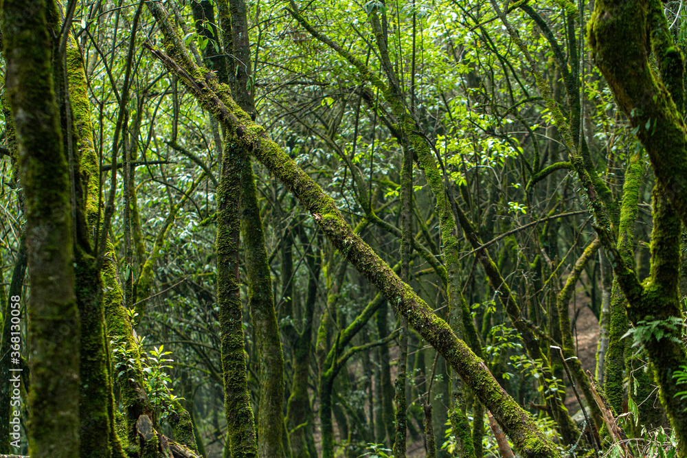 Obraz premium The forest Desierto de los Leones is a national park with 1,059 hectares and is a protected natural area also.