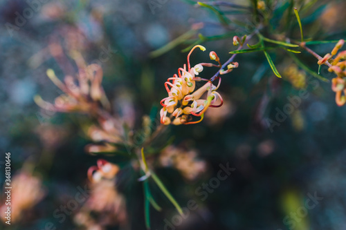 native Australian grevillea semperflorens plant with yellow pink flowers
