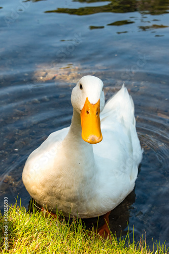 duck on the lake