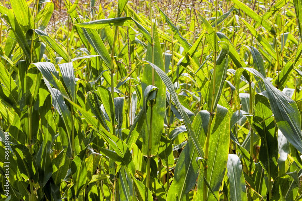 agricultural field where corn is grown agricultural field where corn is grown
