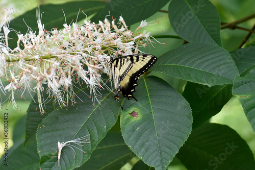 Eastern Tiger Swallowtail Butterfly on a Bottlebrush Buckeye