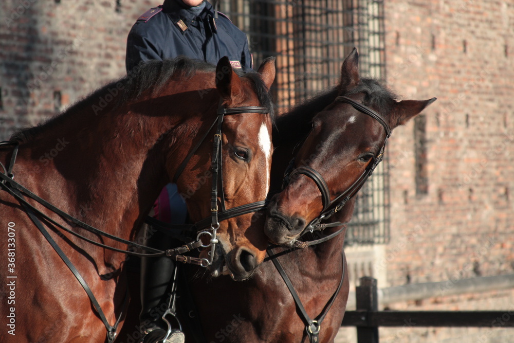 Obraz premium Two bridled chestnut horses grooming