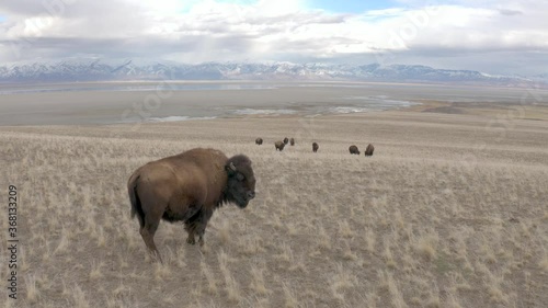 Wallpaper Mural bison close up gimbal in epic mountains Torontodigital.ca
