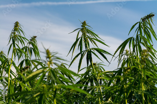 canabis on marijuana field farm sativa weed hemp hash plantation