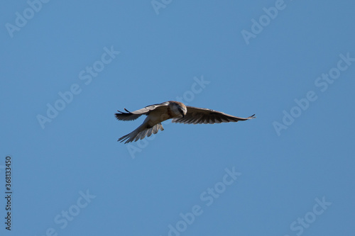 Close-up of a juvenile white-tailed kite flying in the wild  seen in beautiful light in North California 