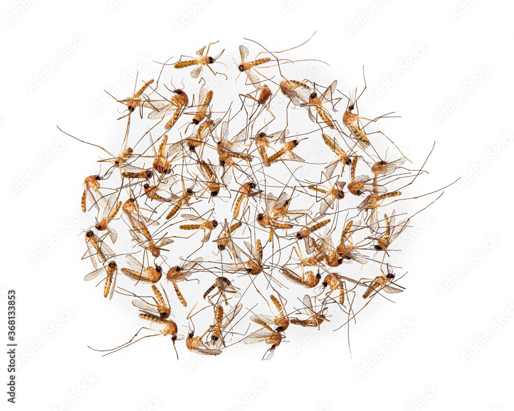 Obraz premium Dead mosquitoes on white background, Dangerous vehicle of dengue virus, malaria and other infections.