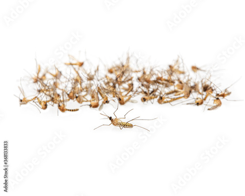 Dead mosquitoes on white background, Dangerous vehicle of dengue virus, malaria and other infections.